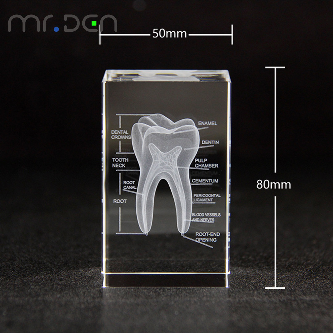 ทันตกรรม 3D เลเซอร์แกะสลักโครง - Paper Weight Crystal บทวิจารณ์และราคา